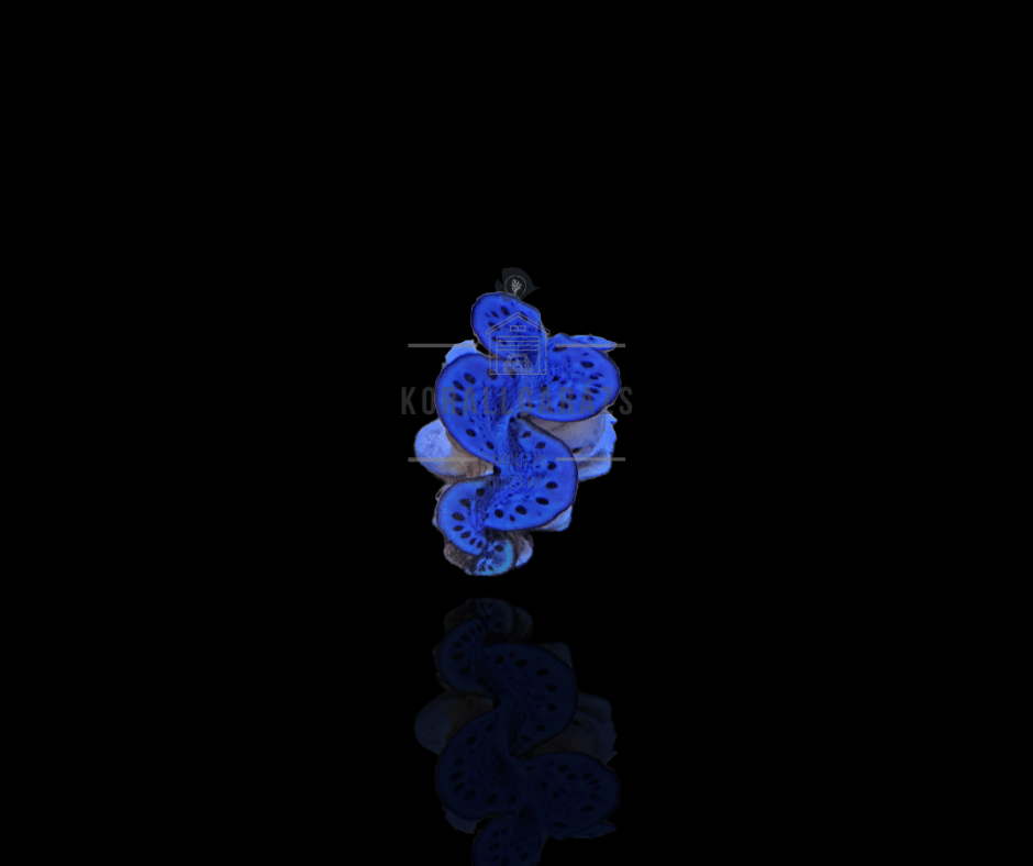 Tridacna maxima (Blue)